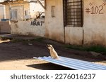 Small photo of Ensenada, Baja California, Mexico - February 15, 2023: Barking street dog pup sitting on a sheet of corrugated tin on a sunny afternoon in a poorer district.