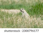 Small photo of Gopher standing in green and brown prairie grass and squeaking with mouth wide open