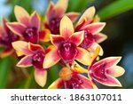 Symbidium Orchid  Close Up Of...