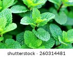 Mint Plant Growing At Vegetable ...