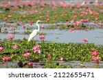 Great egret (Ardea alba) also known as the common egret, large egret, great white egret
Bueng Boraphet Non-hunting Area
Nakorn Sawan province, Thailand