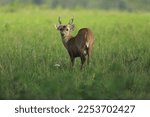 Small photo of Indian hog deer (Cervus porcinus ) in Phu Khieo Wildlife Sanctuary, Thailand. Its name derives from the hog-like manner in which it runs through forests (with its head hung low)