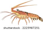 Spiny Lobster Crustacean Vector Illustration