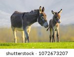 Grey cute baby donkey and...