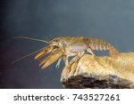 Lobster like freshwater Stone crayfish, Austropotamobius torrentium on the pond