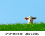Funny Image Of A Cute Lamb In...