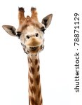 Close Up Of A Funny Giraffe On...