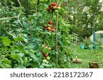 Small photo of Tomato vine - variety Moneymaker, growing in a French potager (vegetable bed)