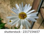 Small photo of The Handmaid Moth (Dysauxes ancilla) feeding on the nectar of a leucanthemum flower
