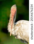 Close Up Of A White Ibis...