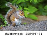 Eastern Gray Squirrel With...