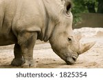 White Rhinoceros. Close up portrait of the magnificent yet highly endangered animal. 
