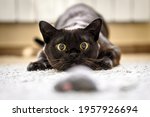 Small photo of Cat hunting to mouse at home, Burmese cat face before attack close-up. Portrait of funny domestic kitten plays indoor. Look of happy Burma cat preparing to jump. Eyes of playful pet wanting to pounce.