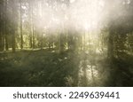Majestic evergreen forest at sunrise. Mighty pine and deciduous trees, moss, fern, plants. Morning dew, soft sunlight, sunbeams, fog, haze. Idyllic summer landscape. Pure nature, environment, ecology