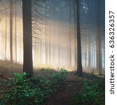 Sun Rays In A Dark Misty Forest....