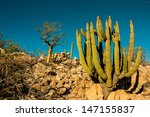 Cactus  Baja Mexico.
