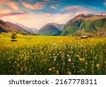 Small photo of Superb summer view of blooming chamomile flowers on the Caucasus valley. Wonderful morning scene of alpine meadows in Zhabeshi village, Upper Svaneti, Georgia. Beauty of nature concept background.