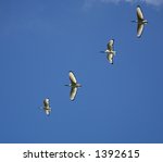 Sacred Ibis's Flying In...