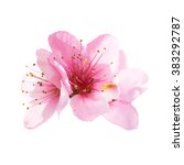 Almond Pink Flowers Isolated On ...