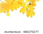 Autumn Yellow Maple Leaves...