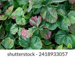 Small photo of reddened strawberry leaves in autumn.
