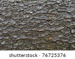 Close Up Of An Pine Tree's Bark