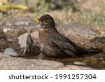 Common blackbird female sitting in a small pond or stream of water seen from the side