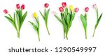 collection of tulip flowers... | Shutterstock . vector #1290549997