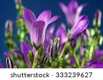 Small photo of Ringtone or Campanula - purple flowers