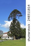 Small photo of Australia Bunya-Bunya Pine, a large evergreen coniferous tree that is unusual guest at historic Camarillo Ranch in Southern California