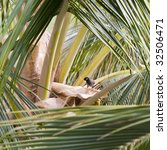 Minah Bird Making Nest In Palm...