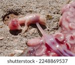 Small photo of abortion of goat fetus and placenta