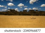 Small photo of herd of springbok antelopes in Khutse Game Reserve, Botswana, bush in the dry season, along a dirt road.