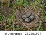 Pewits eggs in the nest close up.