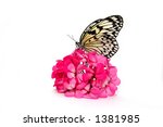 the butterfly on the flowers | Shutterstock . vector #1381985