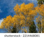 Small photo of Complimentary colors, blue and yellow aspen forest