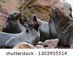 Cape Fur Seals  Arctocephalus...