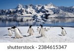 Gentoo penguins  pygoscelis...