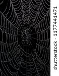 empty  wet spider web isolated... | Shutterstock . vector #1177441471
