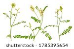 Small photo of Astragalus glycyphyllos or liquorice milkvetch wild liquorice, wild licorice Isolated.