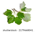 Small photo of Populus alba, commonly called silver poplar, silverleaf poplar, or white poplar. Isolated on white background.