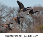 Flock Of Geese Taking Off From...