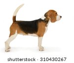 Beagle Dog  Stands Isolated On...