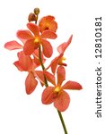 Stem Of Orange Orchids Isolated ...