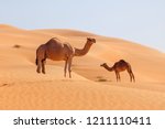 Two middle eastern camels in a...