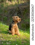 Portrait Of Welsh Terrier Dog...
