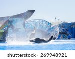 Small photo of ORLANDO, USA - March 30, 2015: Killer Whales perform during the Shamu Show at Sea World Orlando - one of the most visited amusement park in the United States on March 30, 2015 in Orlando, Florida, USA