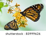 Two Monarch Butterflies In...
