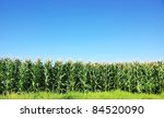 Green Corn Field At Portugal
