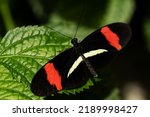 Small photo of A small postman butterfly perched on a leaf.